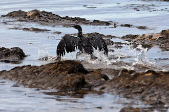 In this May 21, 2015, file photo, an oil-covered bird flaps its wings amid at Refugio State Beach, north of Goleta, Calif. A California jury has found a pipeline company guilty of nine criminal charges for causing a 2015 oil spill that was the state's worst coastal spill in 25 years. The jury reached its verdict against Plains All American Pipeline of Houston on Friday, Sept. 7, 2018, following a four-month trial. The jury found Plains guilty of a felony count of failing to properly maintain its pipeline and eight misdemeanor charges, including killing marine mammals and protected sea birds.