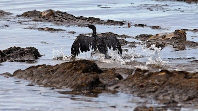 In this May 21, 2015, file photo, an oil-covered bird flaps its wings amid at Refugio State Beach, north of Goleta, Calif. A California jury has found a pipeline company guilty of nine criminal charges for causing a 2015 oil spill that was the state's worst coastal spill in 25 years. The jury reached its verdict against Plains All American Pipeline of Houston on Friday, Sept. 7, 2018, following a four-month trial. The jury found Plains guilty of a felony count of failing to properly maintain its pipeline and eight misdemeanor charges, including killing marine mammals and protected sea birds.