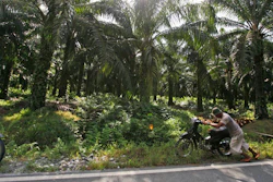 In this Saturday, Sept. 29, 2012 photo, a man pushes his motorbike at a palm oil plantation in Nagan Raya, Aceh province, Indonesia. Indonesia’s president has signed a moratorium on new palm oil development and ordered a review of existing plantations in a blow to an industry blamed for environmental destruction and worker exploitation. Prabianto Mukti Wibowo, a deputy minister at the Coordinating Ministry for Economic Affairs, said Thursday, Sept. 20, 2018, the moratorium, first announced after devastating fires in 2015, will last three years.