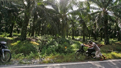 In this Saturday, Sept. 29, 2012 photo, a man pushes his motorbike at a palm oil plantation in Nagan Raya, Aceh province, Indonesia. Indonesia’s president has signed a moratorium on new palm oil development and ordered a review of existing plantations in a blow to an industry blamed for environmental destruction and worker exploitation. Prabianto Mukti Wibowo, a deputy minister at the Coordinating Ministry for Economic Affairs, said Thursday, Sept. 20, 2018, the moratorium, first announced after devastating fires in 2015, will last three years.