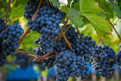 Wine Grapes