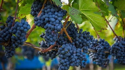 Wine Grapes