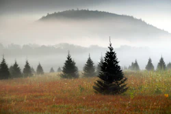 In this Sept. 27, 2017, file photo fog drifts through a Christmas tree farm near Starks Mountain in Fryeburg, Maine. Amazon plans to sell and ship fresh, full-size Christmas trees this year. They’ll go on sale in November and be sent within 10 days of being cut. Amazon says they should survive the shipping fine.
