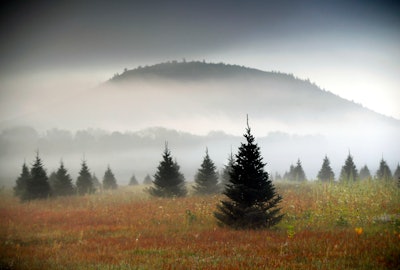 In this Sept. 27, 2017, file photo fog drifts through a Christmas tree farm near Starks Mountain in Fryeburg, Maine. Amazon plans to sell and ship fresh, full-size Christmas trees this year. They’ll go on sale in November and be sent within 10 days of being cut. Amazon says they should survive the shipping fine.