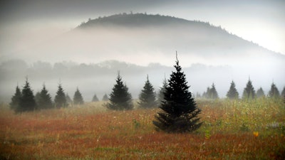 In this Sept. 27, 2017, file photo fog drifts through a Christmas tree farm near Starks Mountain in Fryeburg, Maine. Amazon plans to sell and ship fresh, full-size Christmas trees this year. They’ll go on sale in November and be sent within 10 days of being cut. Amazon says they should survive the shipping fine.