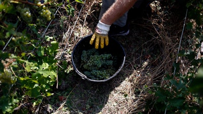 In this photo taken on Tuesday, Aug. 28, 2018, a worker picks white grapes during the grape harvest season in the Champagne region, in Chouilly, eastern France. Temperatures have risen 1.2 degrees Celsius (2.16 F) in 30 years, and pickers are scrambling to bring in yet another early harvest. The specter of climate change is haunting the vineyards of France, and its creeping effects, including chaotic weather, are becoming the new normal.