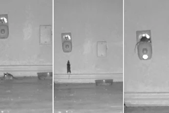 This photo of three images taken from October 2017 video produced by Sierra Research Laboratories shows mice congregated around and climbing on a device that was supposed to scare them away. The images were included in a civil complaint filed with the U.S. Attorney's Office for the Southern District of New York against BHH, the New York based company that produces the device. On Wednesday, Sept. 5, 2018, a New York judge said pictures of mice lounging around the anti-rodent device are reason enough to let a lawsuit proceed against the company that sells them.