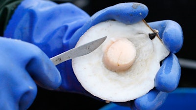 In this Dec. 17, 2011 file photo, scallop meat is shucked at sea on opening day off Harpswell, Maine. The state's scallop fishermen are looking at another year of conservative management in 2018, and members of the industry said that could be the best way to make sure the fishery continues rebuilding.