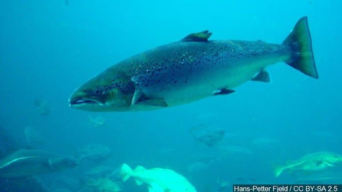 Fish