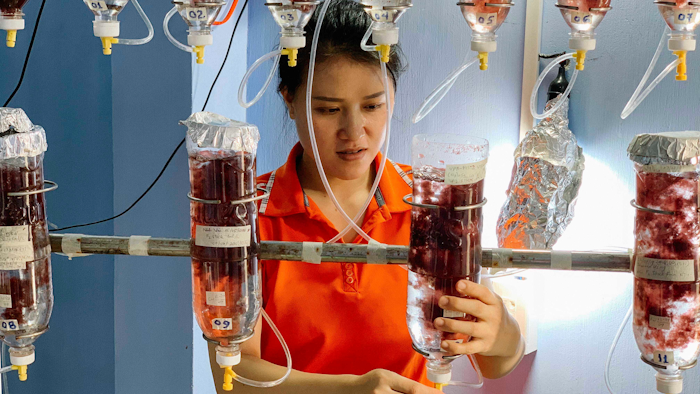 In this Sept. 27, 2018, photo provided by Green Grazing, Australis Aquaculture employee Khanh Huynh checks on seaweed cultures, near Ninh Hai, Vietnam, Australis’s “Greener Grazing” project seeks to make a kind of seaweed that helps reduce methane emissions in livestock available to more farmers.