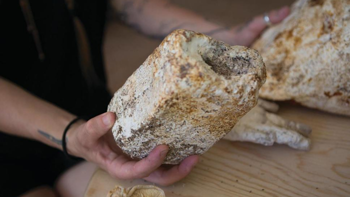This photo taken Sept. 12, 2018, shows Kaitlin Bryson holding a mycelium brick, which is used to strip heavy metals and toxins from soil and water, in her Albuquerque, N.M., home. Bryson and other activists hope to use bricks or smaller beads like this to remove chemicals from water and land surrounding the Los Alamos National Lab.