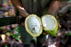 In this Nov. 15, 2012 file photo, a worker shows the inside of a cacao pod at a cacao plantation in Cano Rico, Venezuela. A paper published Monday, Oct. 29, 2018 says tests indicate traces of cacao on artifacts from a South American archeologic site estimated to be 5,400 years old. That makes about 1,500 years older than cacao’s known domestication in Central America.