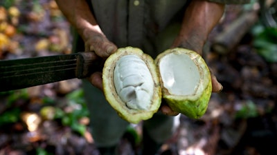In this Nov. 15, 2012 file photo, a worker shows the inside of a cacao pod at a cacao plantation in Cano Rico, Venezuela. A paper published Monday, Oct. 29, 2018 says tests indicate traces of cacao on artifacts from a South American archeologic site estimated to be 5,400 years old. That makes about 1,500 years older than cacao’s known domestication in Central America.