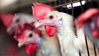 In this July 1, 2010 file photo, chickens poke their heads out of cages in Turner, Maine. President Donald Trump’s tariffs on steel, aluminum and other imported goods are threatening a trade deal with South Africa that gives U.S. chicken producers duty-free access to a market that had effectively been shut to them for years.