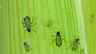 This 2013 photo provided by the Boyce Thompson Institute shows corn leaf aphids used in a study to modify crop plants through engineered viruses. In an opinion paper published Thursday, Oct. 4, 2018, in the journal Science, the authors say the U.S. needs to provide greater justification for the peace-time purpose of its Insect Allies project to avoid being perceived as hostile to other countries. Other experts expressed ethical and security concerns with the research, which seeks to transmit protective traits to crops already growing in the field.