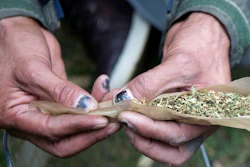 A man rolls a large joint in a Toronto park on Wednesday, Oct. 17, 2018. Canada became the largest country with a legal national marijuana marketplace as sales began early Wednesday.