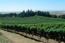 This photo shows vines spilling down toward the Willamette Valley in Amity, Oregon.