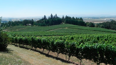 This photo shows vines spilling down toward the Willamette Valley in Amity, Oregon.