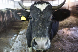 Cow