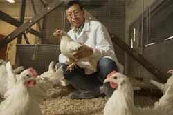 UC Davis researchers are leading an international effort to identify genes crucial to breeding chickens with enhanced resistance to Newcastle disease and heat stress. UC Davis Animal Science Professor Huaijun Zhou with white leghorn chickens at a UC Davis facility. Zhou uses genetic and genomic techniques to breed chickens that are more resistant to disease and heat stress for developing world farmers.