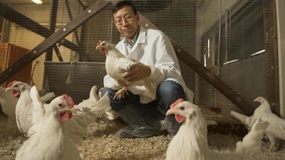 UC Davis researchers are leading an international effort to identify genes crucial to breeding chickens with enhanced resistance to Newcastle disease and heat stress. UC Davis Animal Science Professor Huaijun Zhou with white leghorn chickens at a UC Davis facility. Zhou uses genetic and genomic techniques to breed chickens that are more resistant to disease and heat stress for developing world farmers.