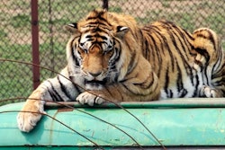 In this May 7, 2009, file photo, a Siberian tiger crouches on top of a tourist bus at a branch of Harbin Siberian Tigers Breeding Center in Shenyang in northeast China's Liaoning province. China says it will allow trading in products made from endangered tigers and rhinos under 'special circumstances,' reversing a previous ban and bringing condemnation from conservation groups. A notice from the Cabinet issued Monday, Oct. 29, 2018, avoided mentioning any change in the law, saying instead that it would 'control' the trade and that rhino horns and tiger bones could only be obtained from farmed animals for use in 'medical research or in healing.'