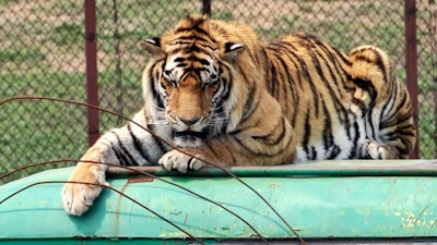 In this May 7, 2009, file photo, a Siberian tiger crouches on top of a tourist bus at a branch of Harbin Siberian Tigers Breeding Center in Shenyang in northeast China's Liaoning province. China says it will allow trading in products made from endangered tigers and rhinos under 'special circumstances,' reversing a previous ban and bringing condemnation from conservation groups. A notice from the Cabinet issued Monday, Oct. 29, 2018, avoided mentioning any change in the law, saying instead that it would 'control' the trade and that rhino horns and tiger bones could only be obtained from farmed animals for use in 'medical research or in healing.'