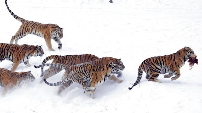 In this Jan. 8, 2010, file photo, an endangered Siberian tiger runs away with a chicken tossed by tourists at the Harbin Tiger Park in Harbin in northeastern China's Heilongjiang province. China on Nov. 12, 2018, says it is suspending rule changes allowing trading in tiger and rhinoceros parts, after the move to reverse a ban sparked an outcry from environmental groups.