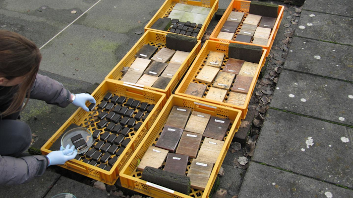 This is a test bed of wood panels on the roof of the Westerdijk Institute in The Netherlands.