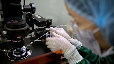 In this Oct. 9, 2018, photo, Zhou Xiaoqin installs a fine glass pipette into a sperm injection microscope in preparation for injecting embryos with Cas9 protein and PCSK9 sgRNA at a lab in Shenzhen in southern China's Guandong province. China's government on Thursday, Nov. 29, 2018, ordered a halt to work by a medical team that claimed to have helped make the world's first gene-edited babies.