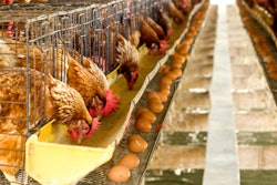 Egg Chicken Farm