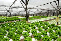 Food Production In Hydroponic Plant, Lettuce 615420436 2313x1301 (1)