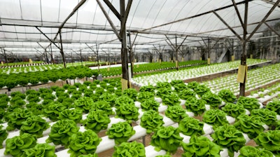 Food Production In Hydroponic Plant, Lettuce 615420436 2313x1301 (1)