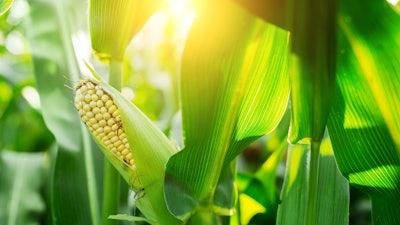 Fresh Cob Of Ripe Corn On Green Field At Sunset 599971330 3869x2579