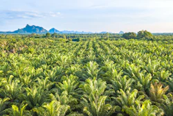 Palm Oil Tree Plantation