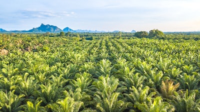 Palm Oil Tree Plantation