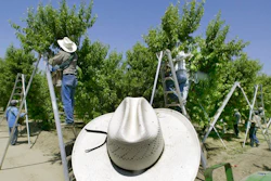 In this May 13, 2004 file photo, a foreman watches workers pick fruit in an orchard in Arvin, Calif. California regulators recommended new restrictions Thursday, Nov. 15, 2018, on a widely used pesticide blamed for harming the brains of babies.