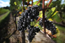 These pinot noir grapes await harvest at the Benton-Lane Winery in Monroe, Oregon. Officials in Oregon and at a U.S. government agency have told a California winery to back off its claims that it makes an Oregon pinot noir.