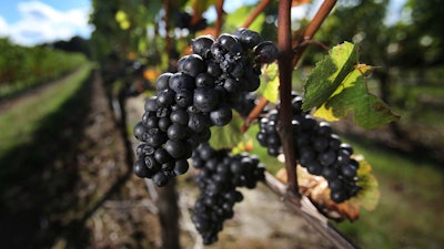 These pinot noir grapes await harvest at the Benton-Lane Winery in Monroe, Oregon. Officials in Oregon and at a U.S. government agency have told a California winery to back off its claims that it makes an Oregon pinot noir.