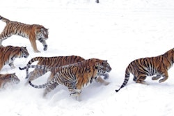 In this Jan. 8, 2010, file photo, an endangered Siberian tiger runs away with a chicken tossed by tourists at the Harbin Tiger Park in Harbin in northeastern China's Heilongjiang province. China on Nov. 12, 2018, says it is suspending rule changes allowing trading in tiger and rhinoceros parts, after the move to reverse a ban sparked an outcry from environmental groups.