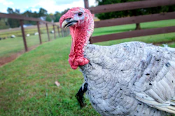Turkey On A Farm