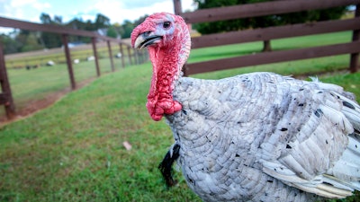 Turkey On A Farm