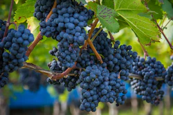 Wine Grapes
