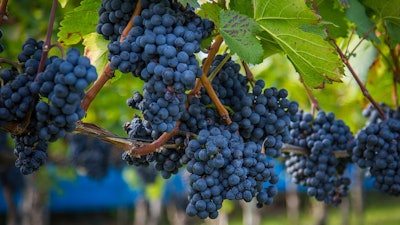 Wine Grapes