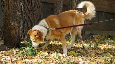 This is Shans the dog with the hind leg implant.