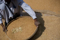 A Pakistani laborer sieves the wheat. Population growth requires supplies of more nutritious food at affordable prices. But raising farm output is hard given the fragility of the environment.