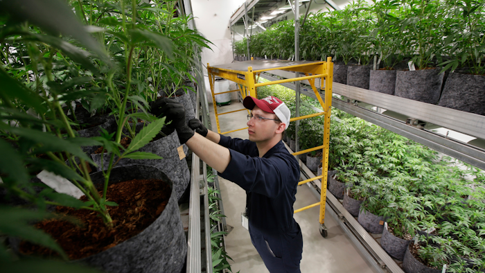 In this July 12, 2018, file photo head grower Mark Vlahos, of Milford, Mass., tends to cannabis plants, at Sira Naturals medical marijuana cultivation facility, in Milford, Mass. The legal marijuana industry exploded in 2018, pushing its way further into the cultural and financial mainstream in the U.S. and beyond.