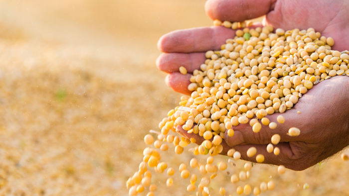 Soya Bean Seed In Hands Of Farmer 614153448 3000x2070
