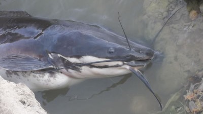 1 Siluriformes Sp India 1
