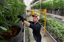 In this July 12, 2018, file photo head grower Mark Vlahos, of Milford, Mass., tends to cannabis plants, at Sira Naturals medical marijuana cultivation facility, in Milford, Mass. The legal marijuana industry exploded in 2018, pushing its way further into the cultural and financial mainstream in the U.S. and beyond.